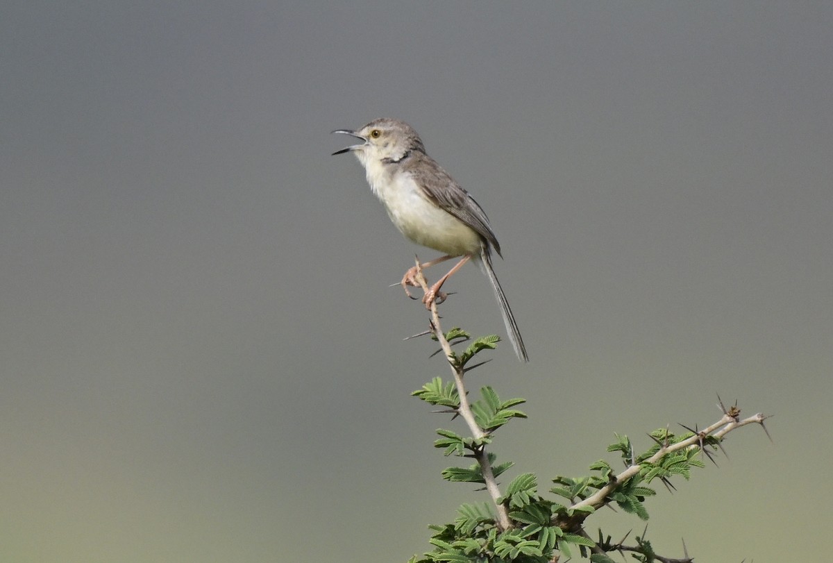 Plain Prinia - ML643540674
