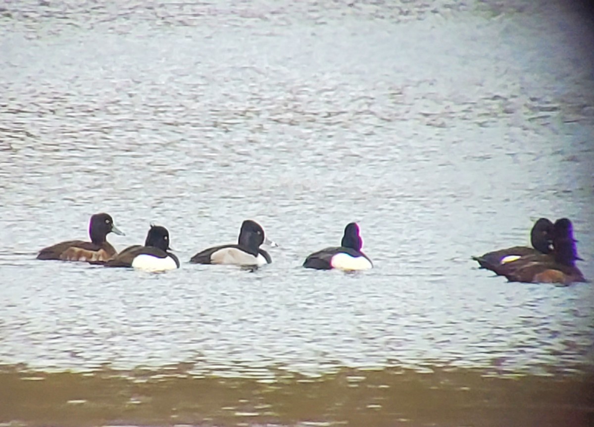 Ring-necked Duck - ML643540683
