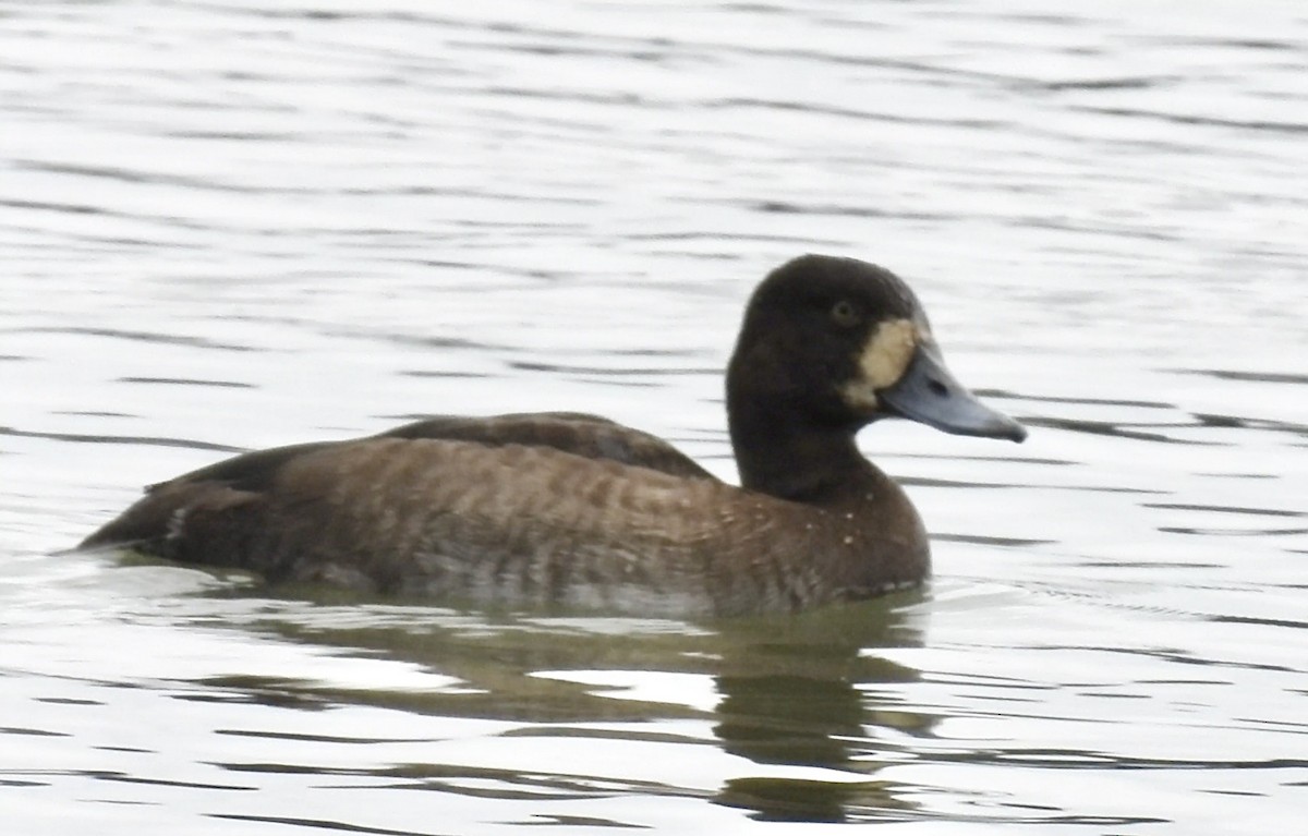 Greater Scaup - ML643540688