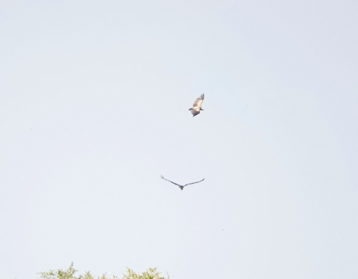 White-backed Vulture - ML643540697