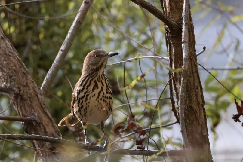 Brown Thrasher - ML643540699