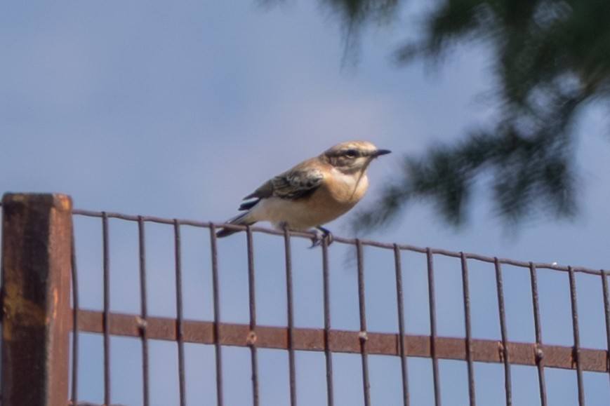 Eastern Black-eared Wheatear - ML643540712