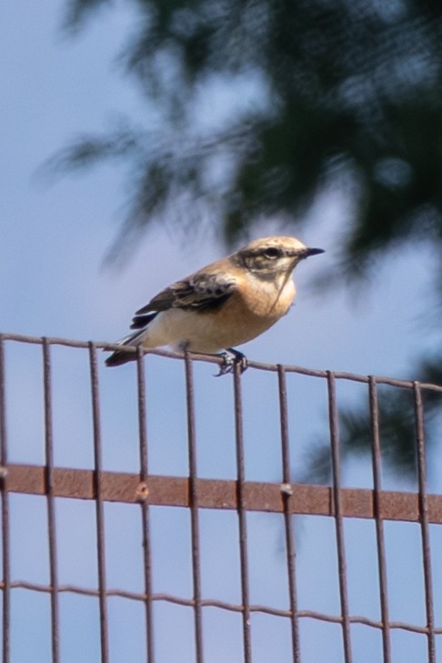 Eastern Black-eared Wheatear - ML643540713