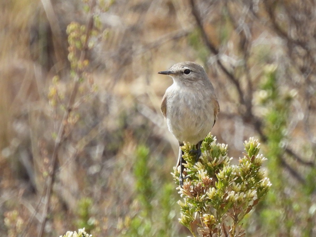 Spot-billed Ground-Tyrant - ML643540734