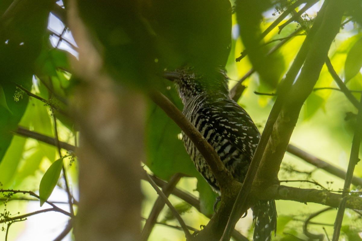 Barred Antshrike - ML643540737