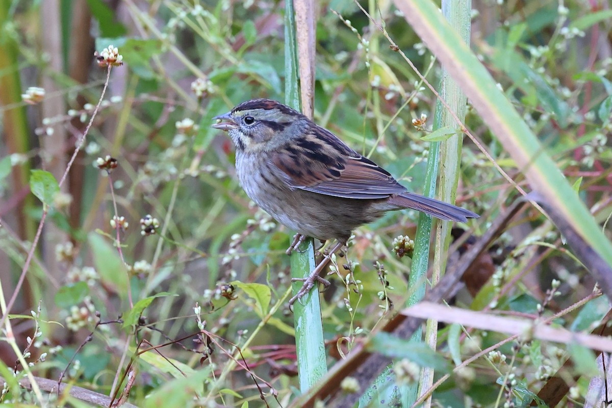 Swamp Sparrow - ML643540738