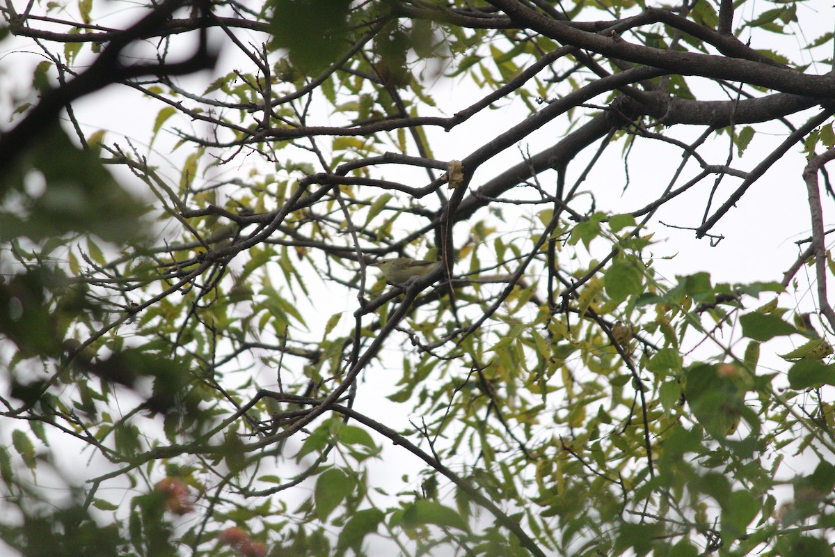 Phylloscopus sp. - ML643540743