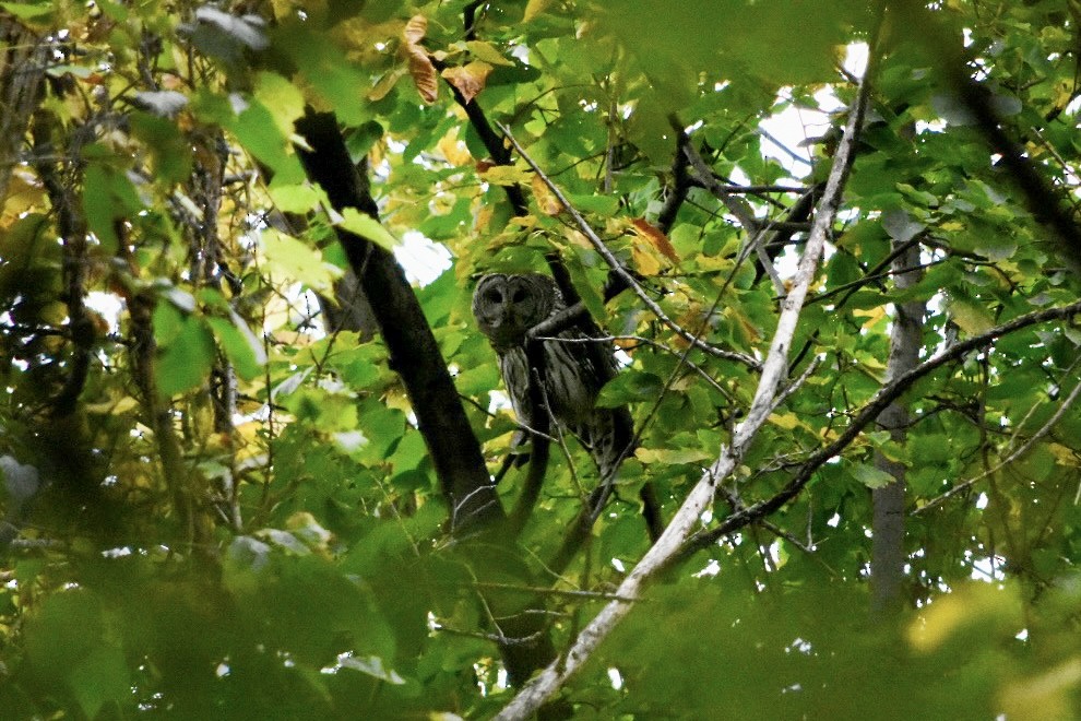 Barred Owl - ML643540753