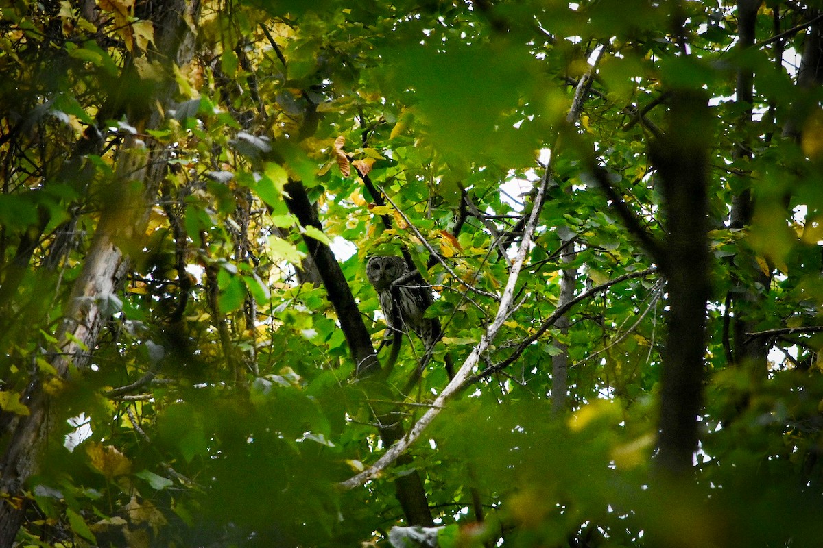Barred Owl - ML643540754