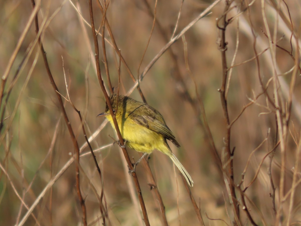 African Yellow-Warbler - ML643540755