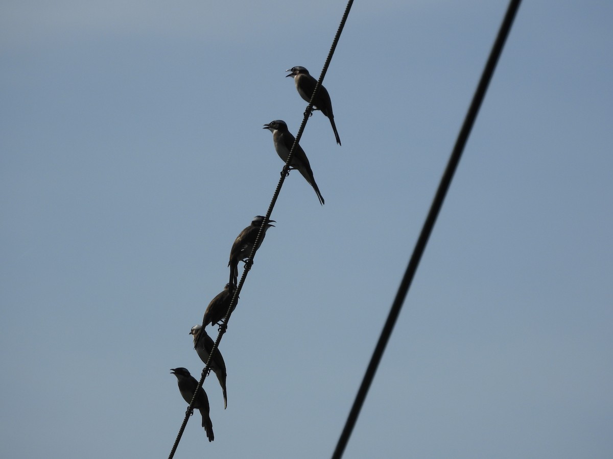Light-vented Bulbul - ML643540756