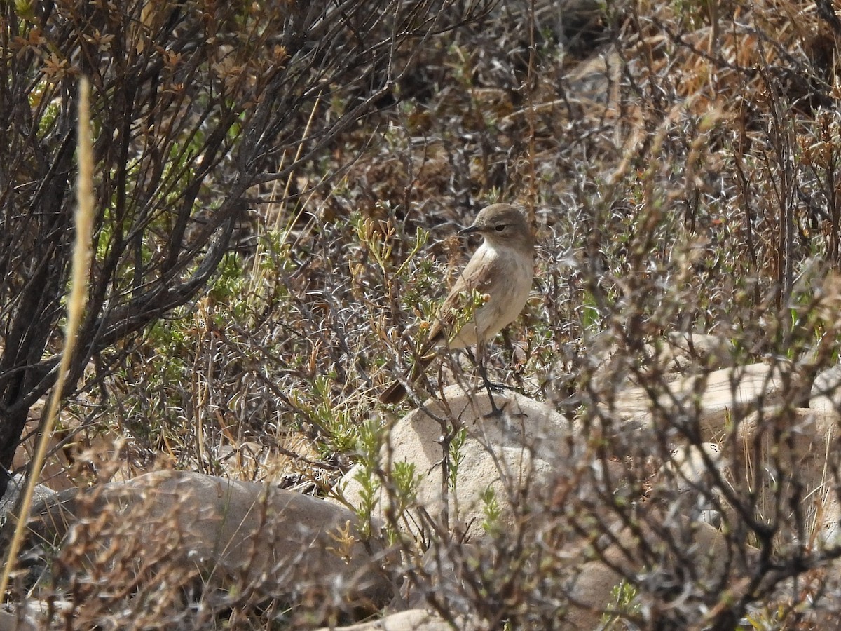 Spot-billed Ground-Tyrant - ML643540766