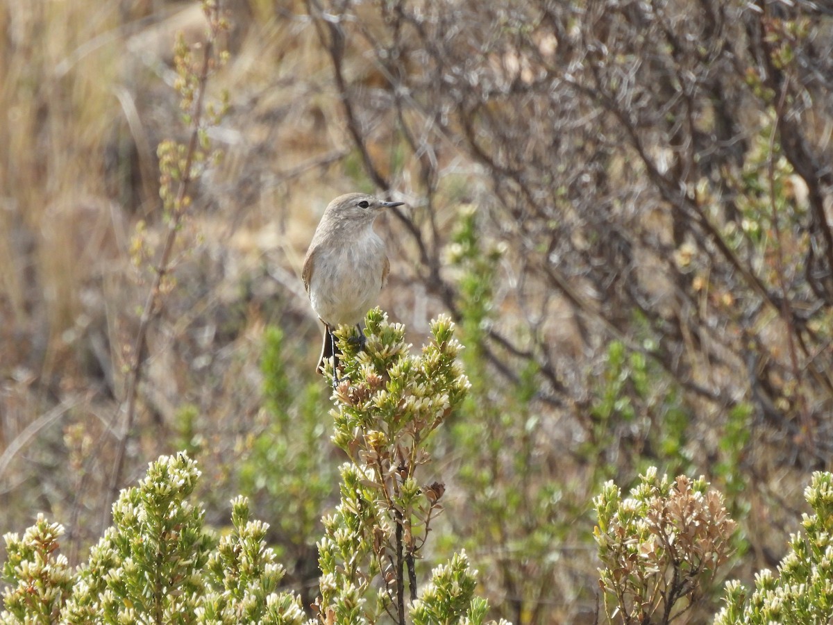 Spot-billed Ground-Tyrant - ML643540775