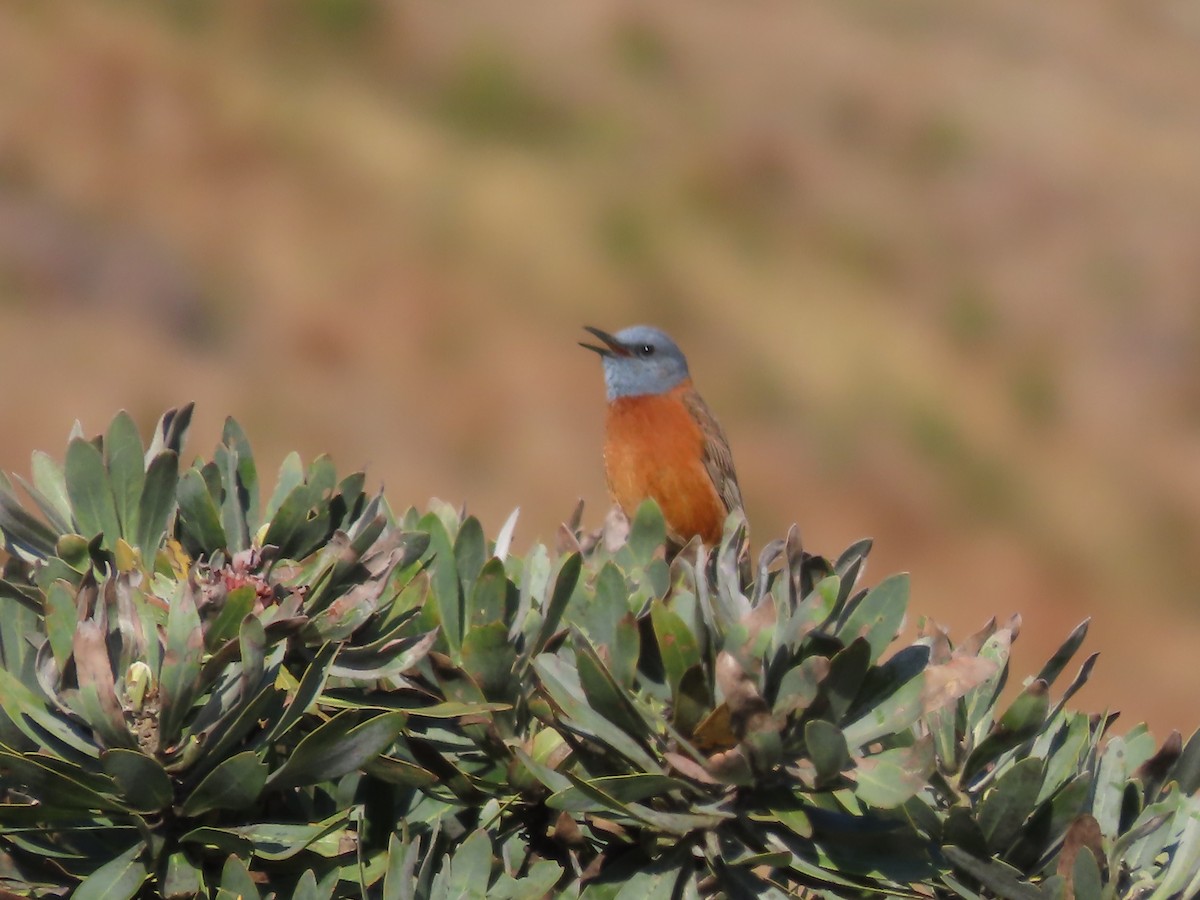 Cape Rock-Thrush - ML643540778