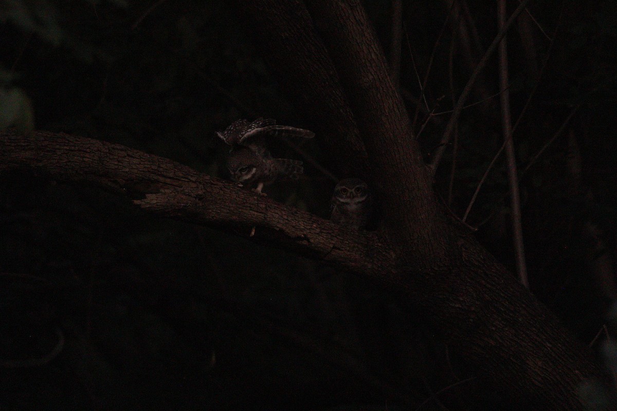Spotted Owlet - ML643540786