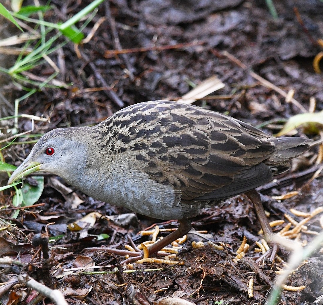 Ash-throated Crake - ML643540797