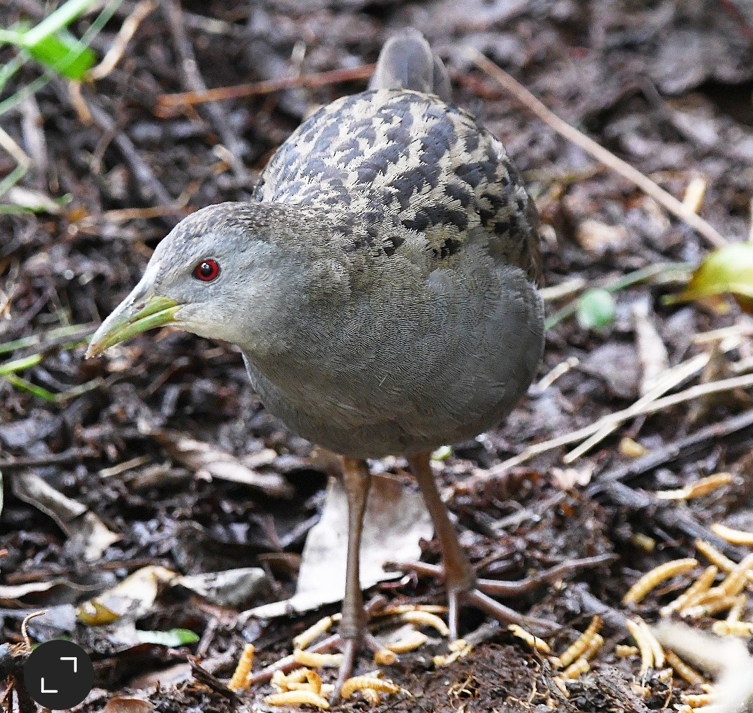 Ash-throated Crake - ML643540798