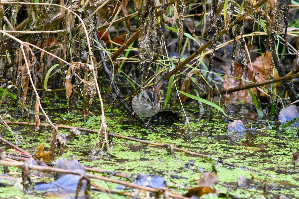 Swamp Sparrow - ML643540801