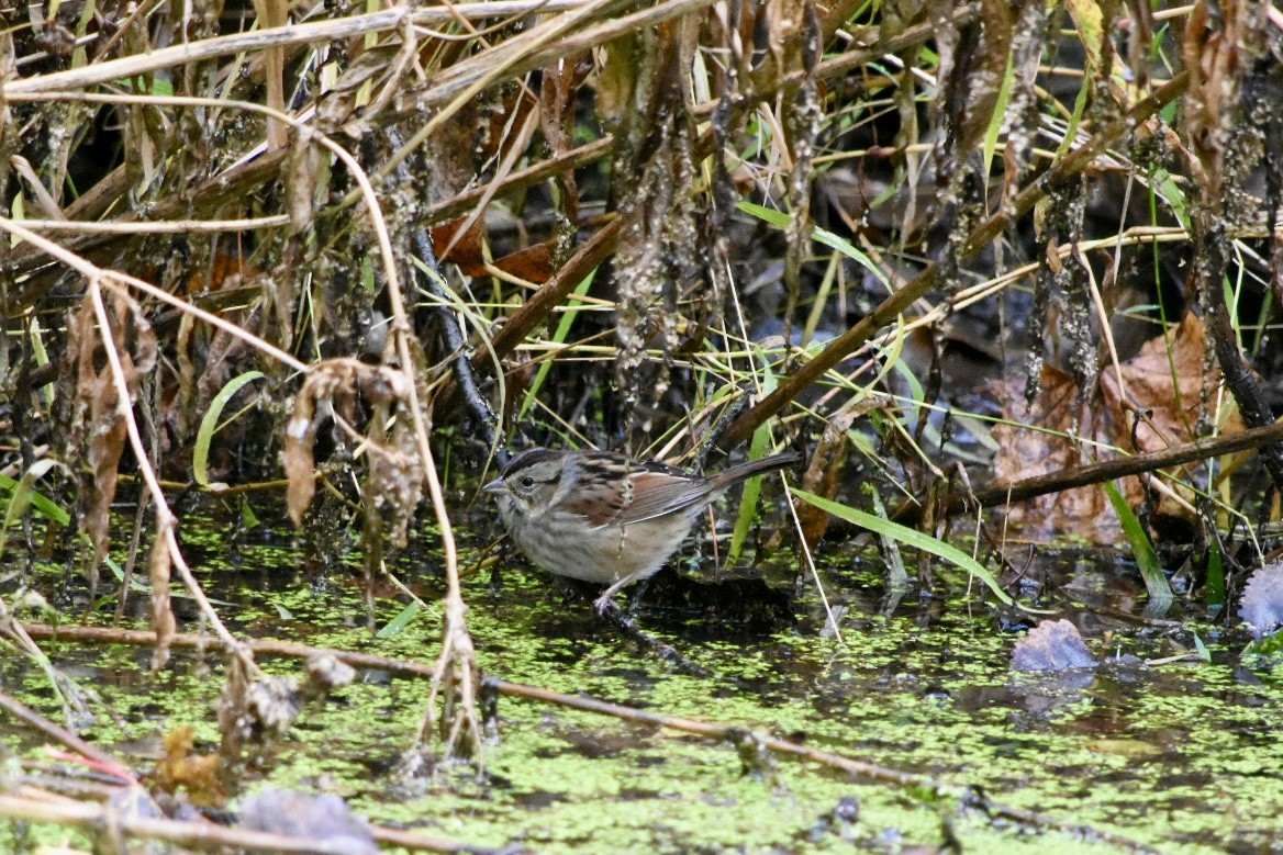 Swamp Sparrow - ML643540802