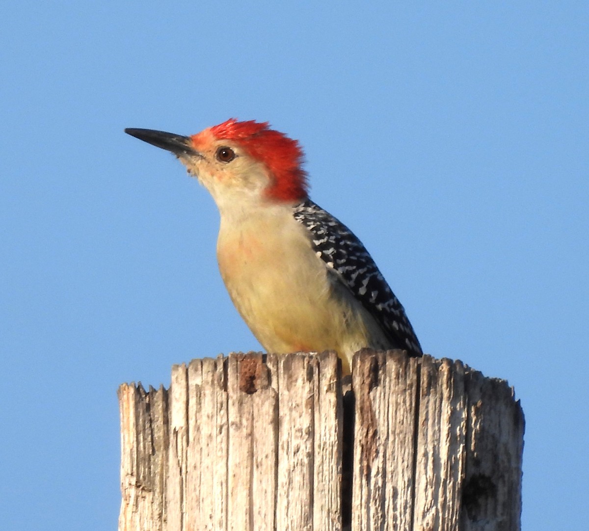 Red-bellied Woodpecker - ML643540805