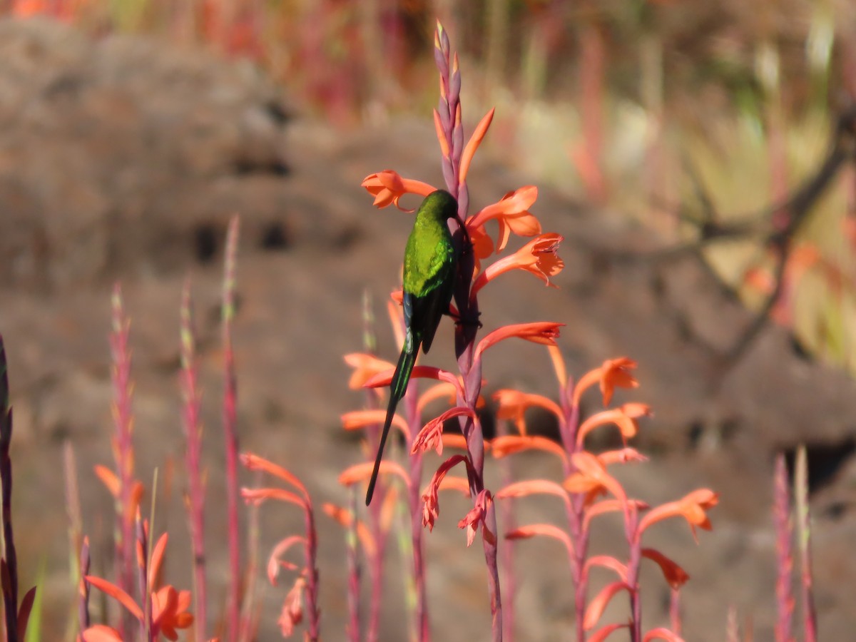 Malachite Sunbird - ML643540810
