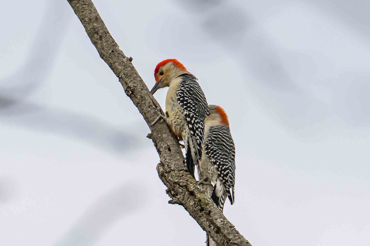 Red-bellied Woodpecker - ML643540815