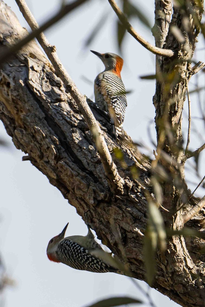 Red-bellied Woodpecker - ML643540816