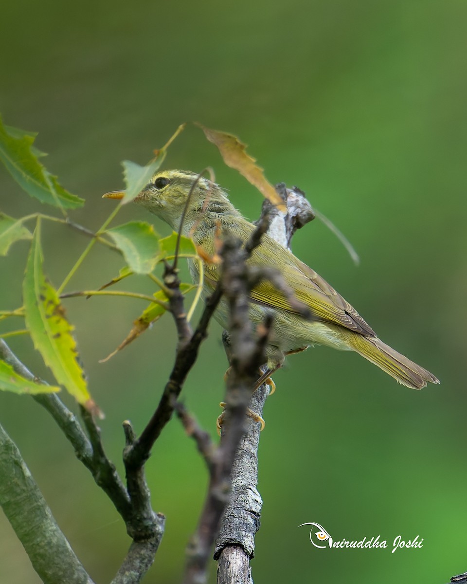 Western Crowned Warbler - ML643540819