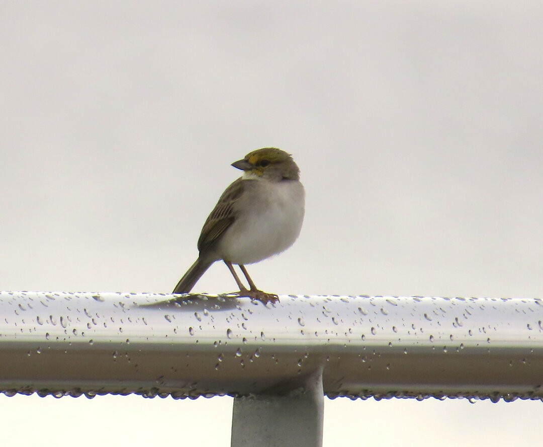 Yellow-browed Sparrow - ML643540821