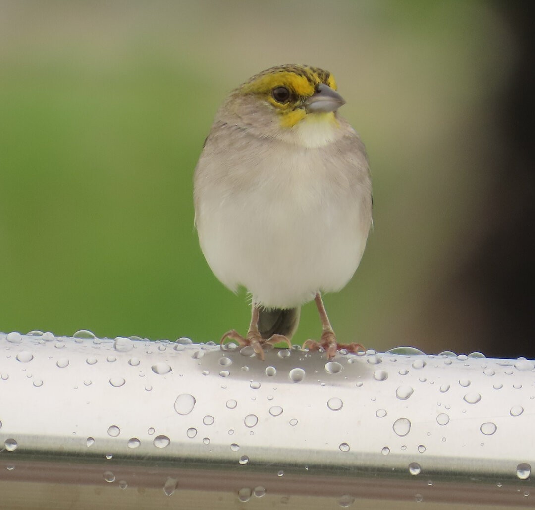 Yellow-browed Sparrow - ML643540822