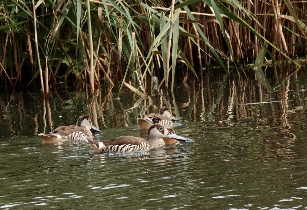 Pink-eared Duck - ML643540826