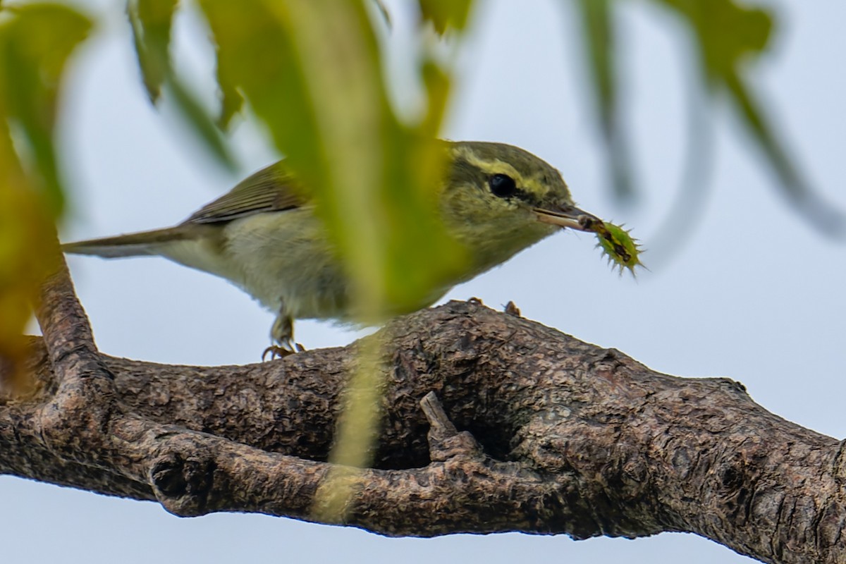Greenish Warbler - ML643540830