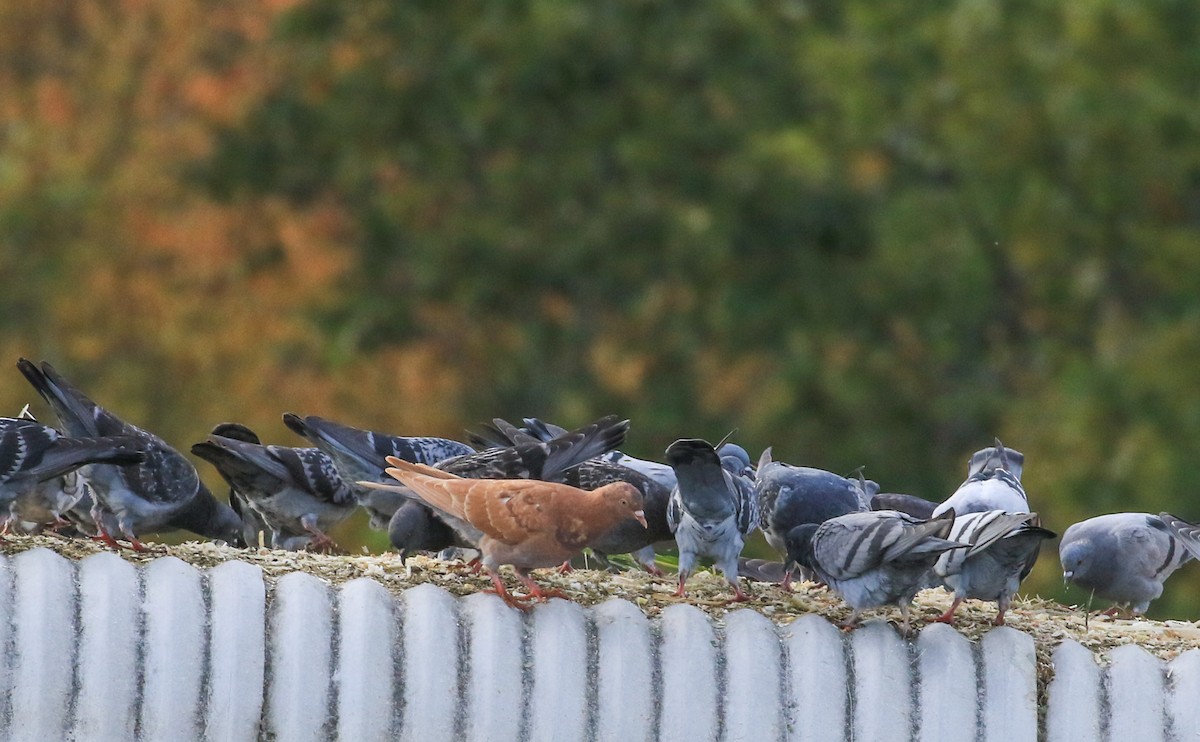 Rock Pigeon (Feral Pigeon) - ML643540832