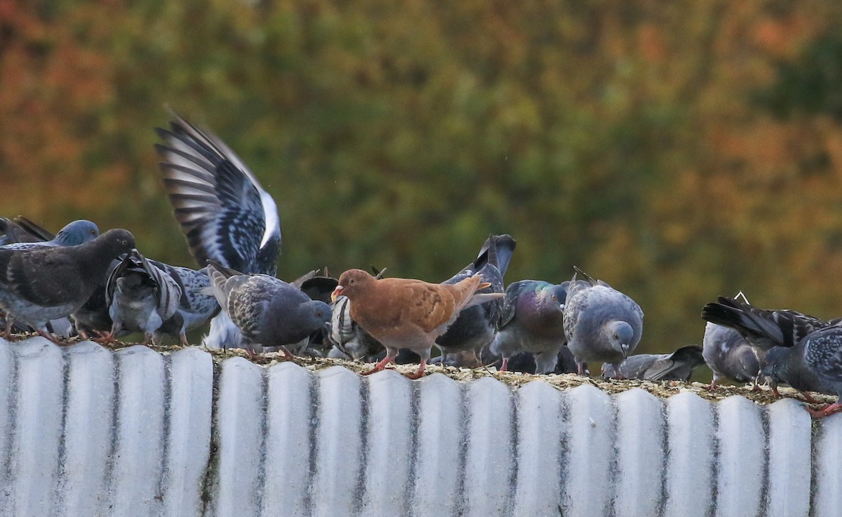 Rock Pigeon (Feral Pigeon) - ML643540838