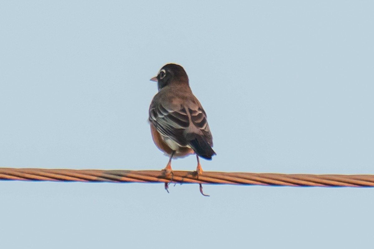 American Robin - ML643540840