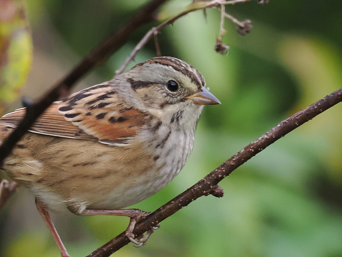 Swamp Sparrow - ML643540845