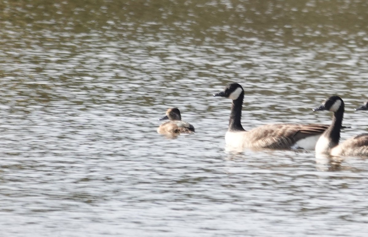 Ring-necked Duck - ML643540848