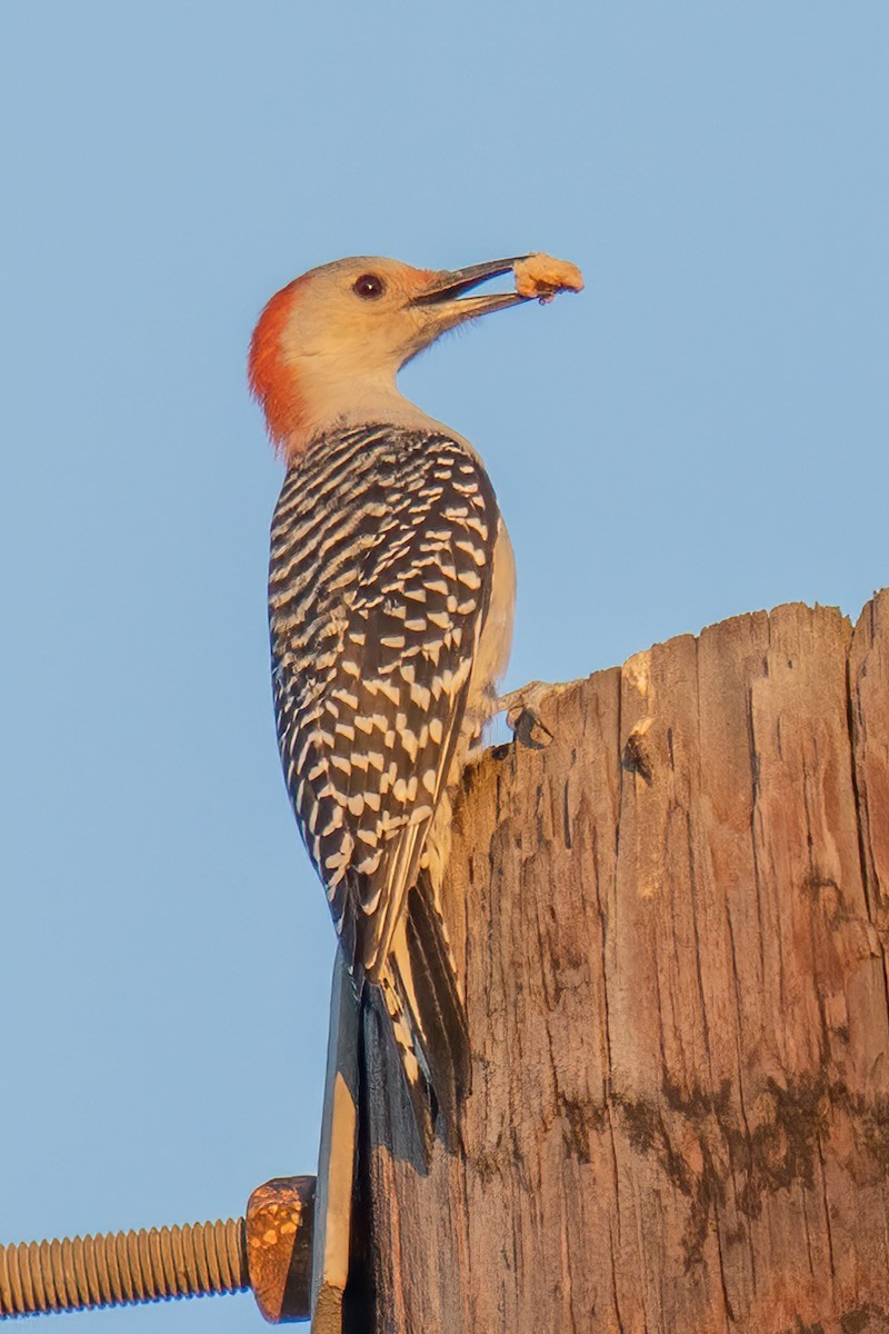 Red-bellied Woodpecker - ML643540864