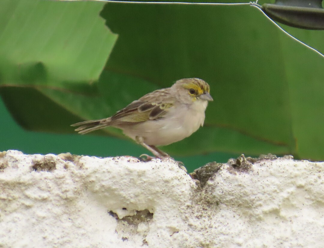 Yellow-browed Sparrow - ML643540865