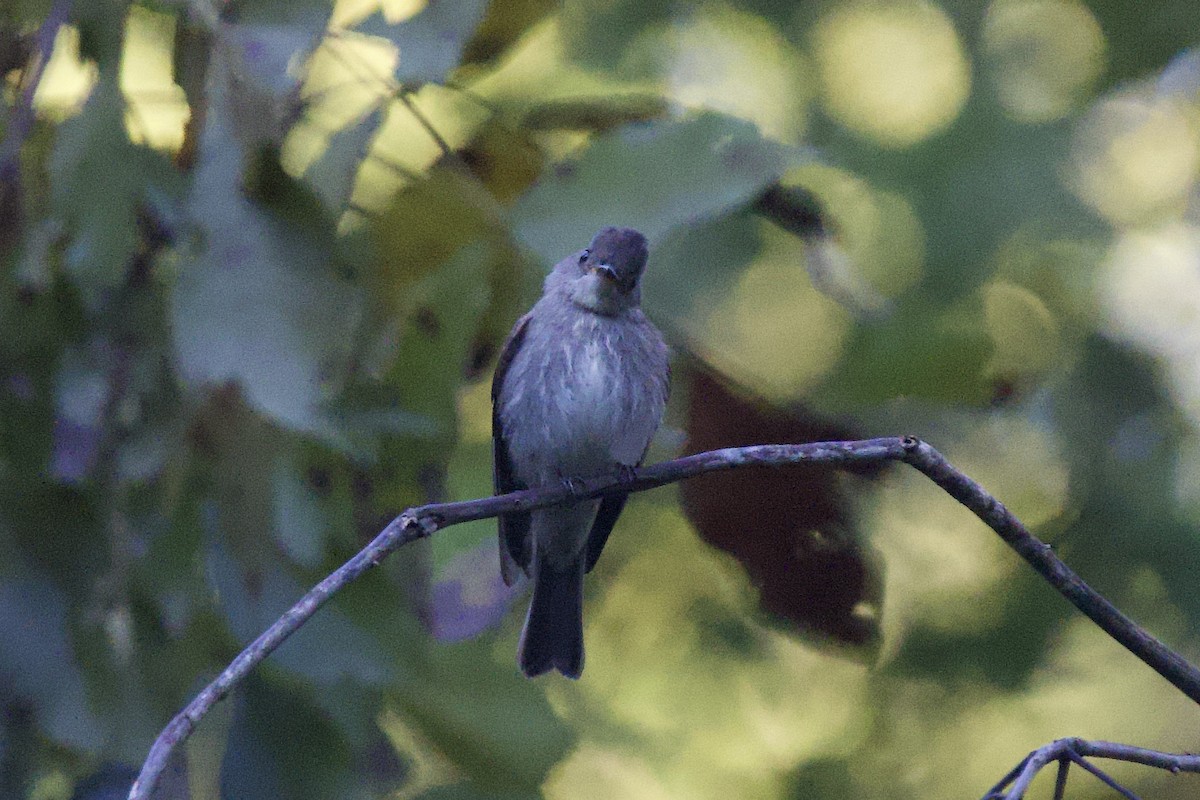 Western/Eastern Wood-Pewee - ML643540866