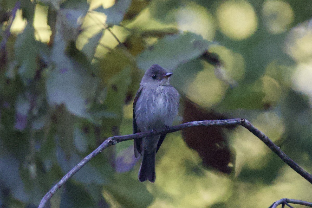 Western/Eastern Wood-Pewee - ML643540867