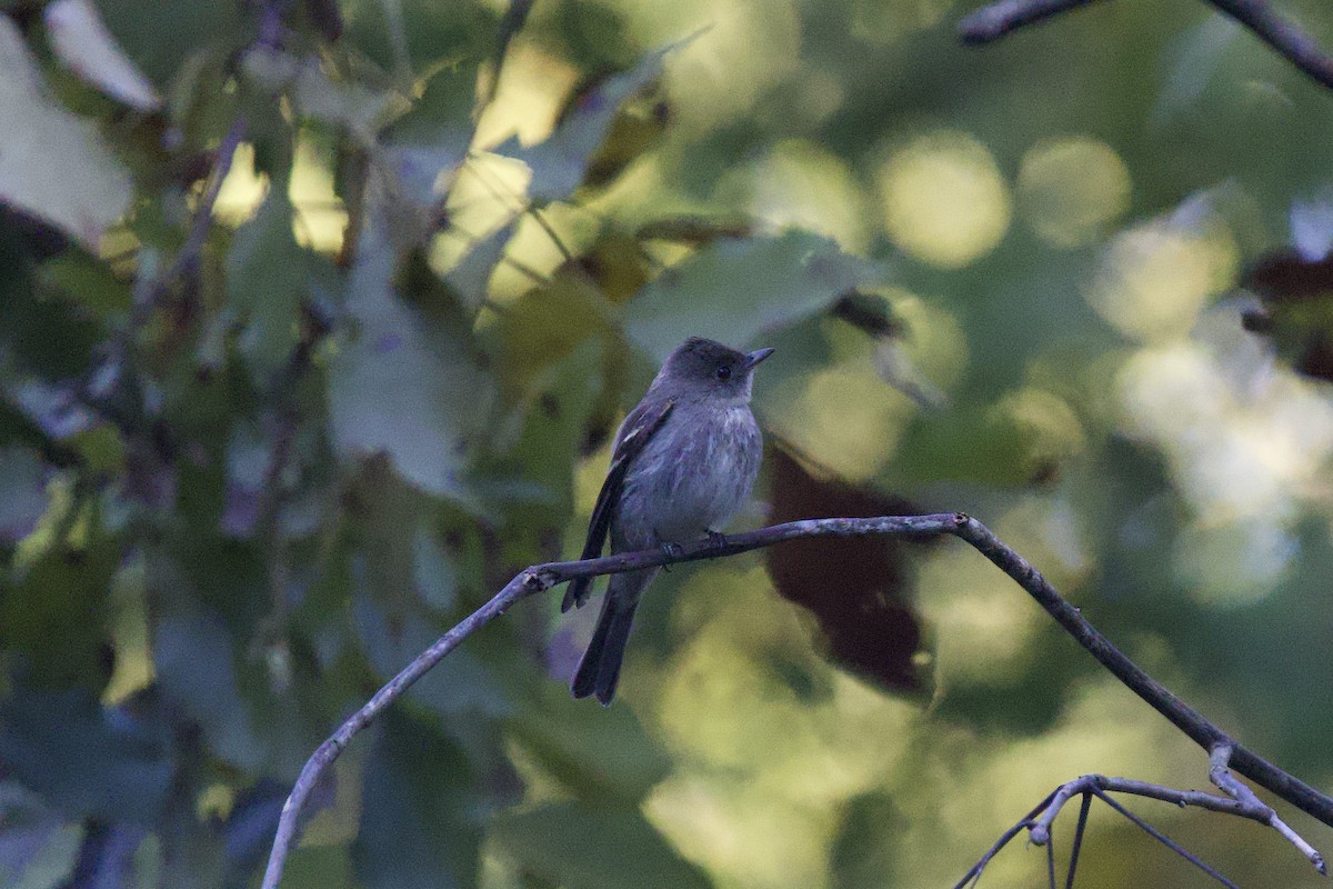 Western/Eastern Wood-Pewee - ML643540868