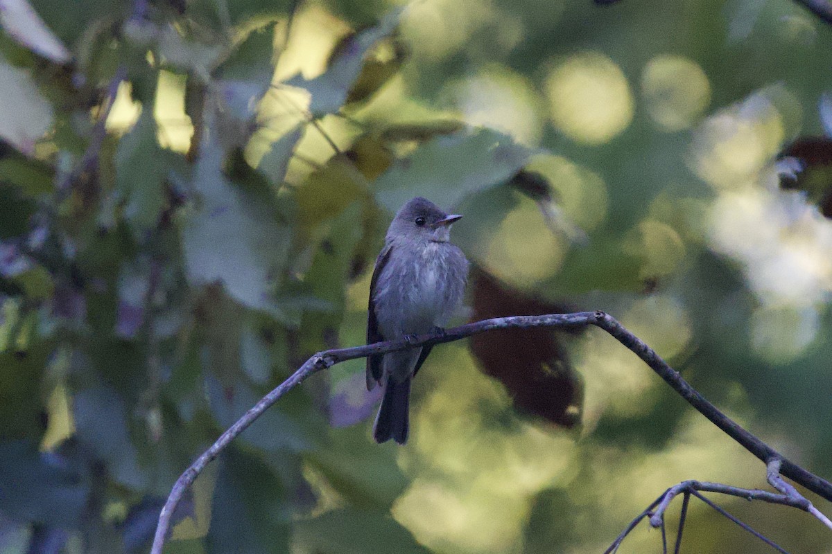 Western/Eastern Wood-Pewee - ML643540869
