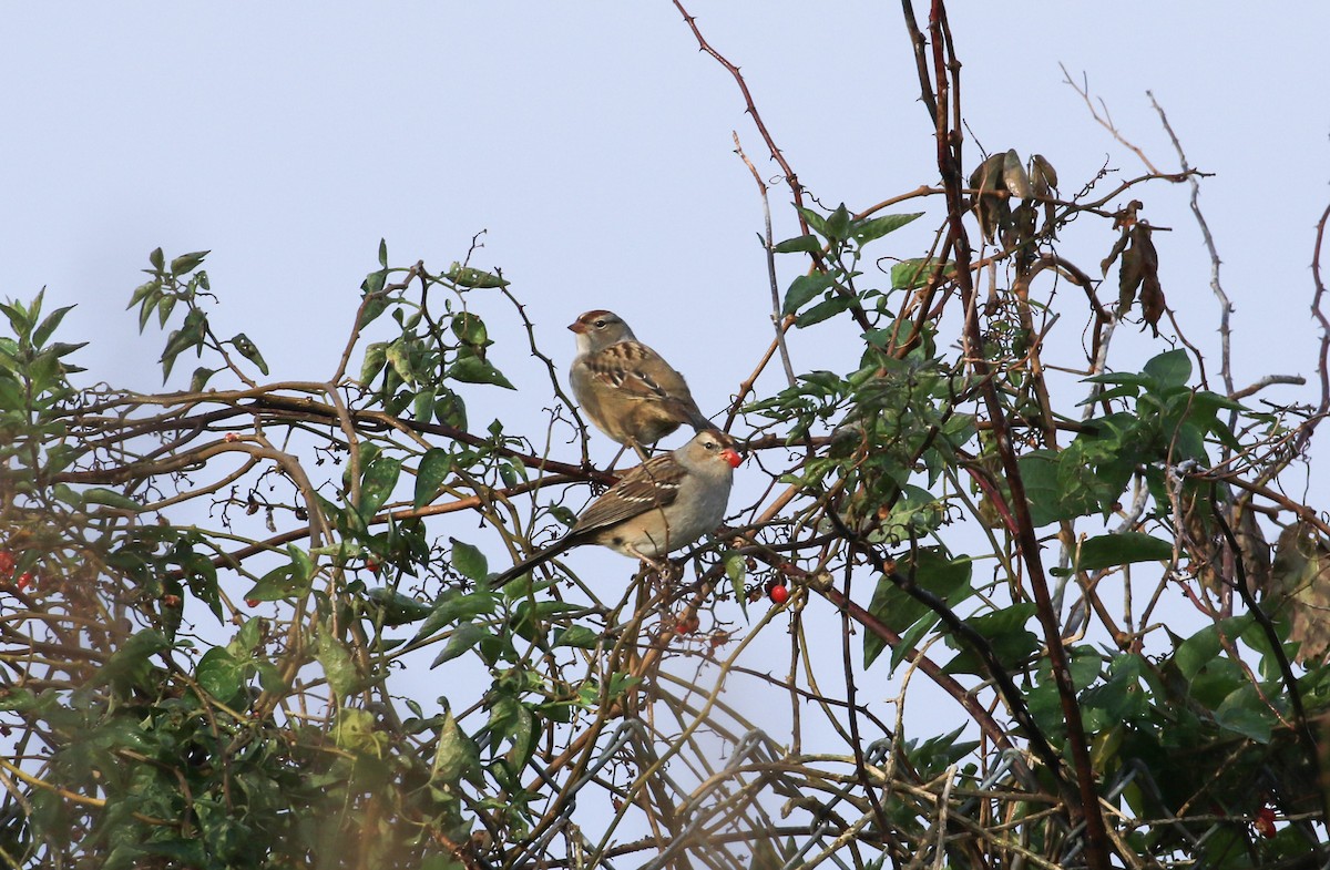 Bruant à couronne blanche - ML643540875