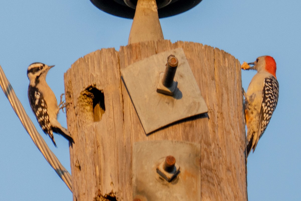 Downy Woodpecker - ML643540878