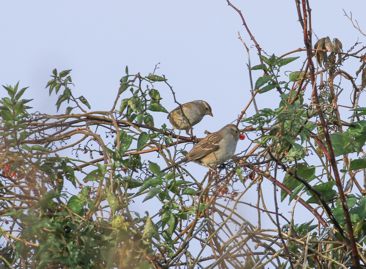Bruant à couronne blanche - ML643540879