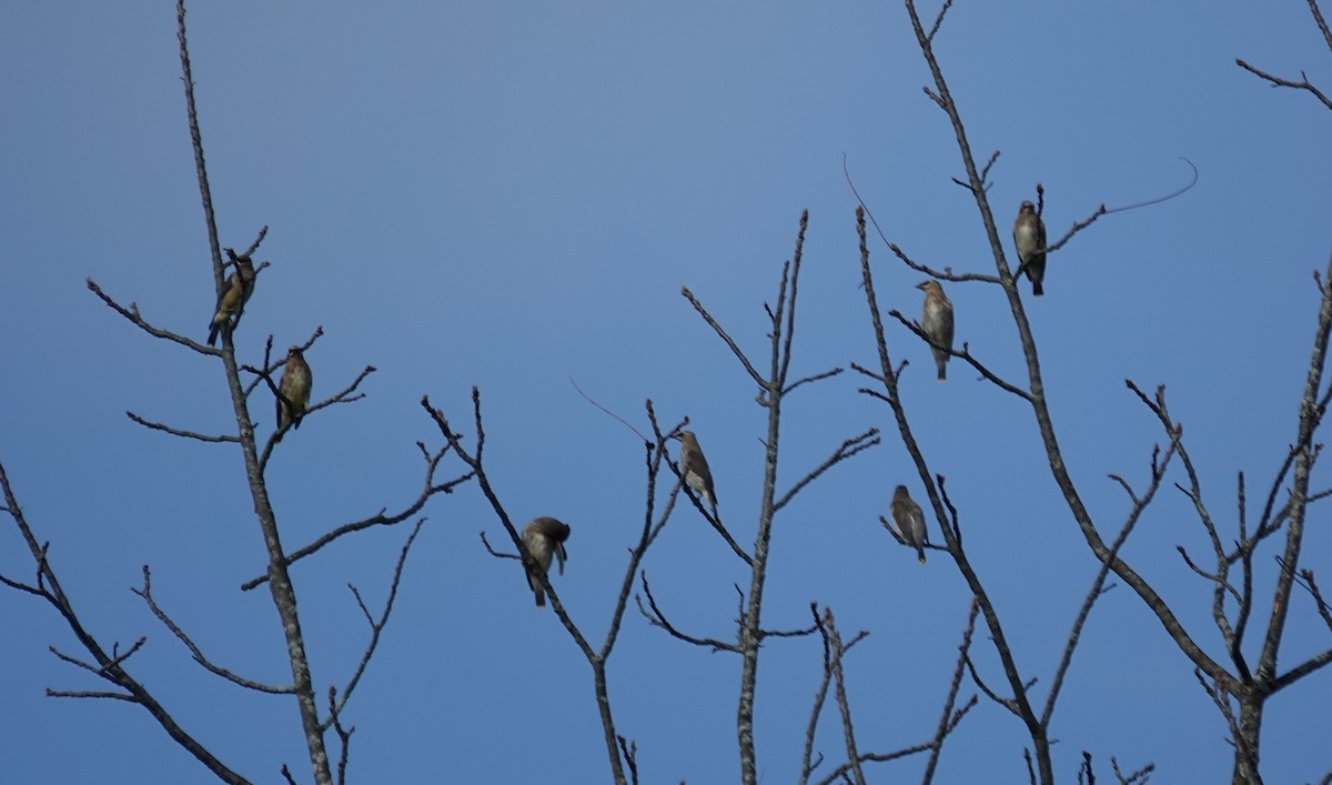 Cedar Waxwing - ML643540880