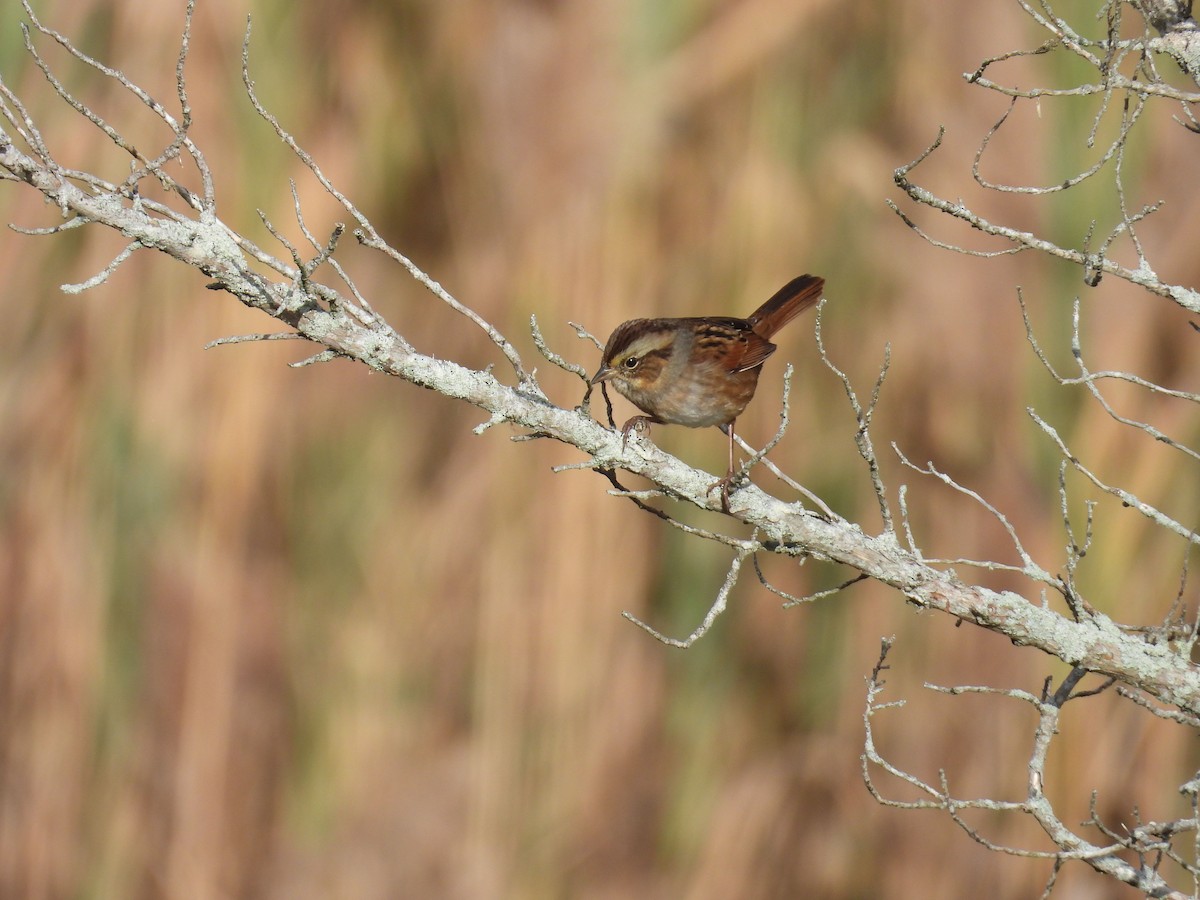 Swamp Sparrow - ML643540882