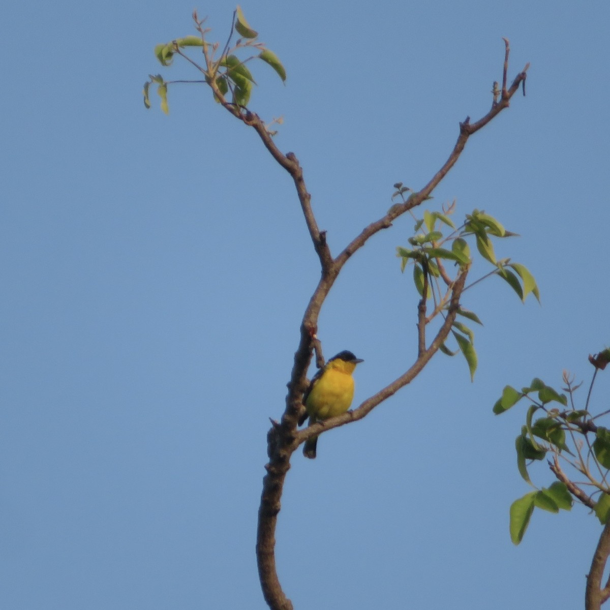 Common Iora - ML643540886