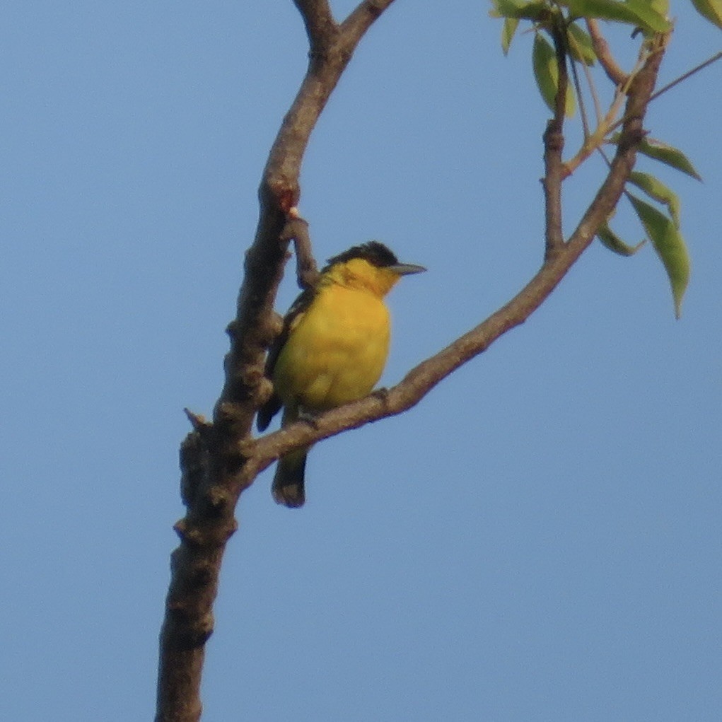 Common Iora - ML643540887